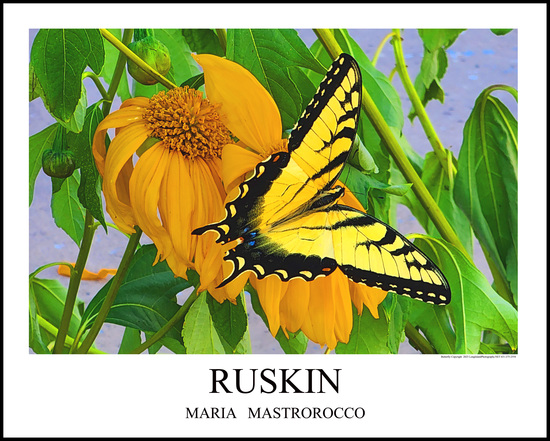 Ruskin Butterfly Print# 9604